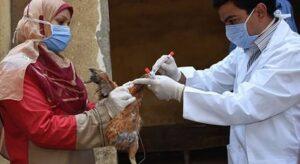 Bird flu reported in 108 countries on five continents, UN health agency says