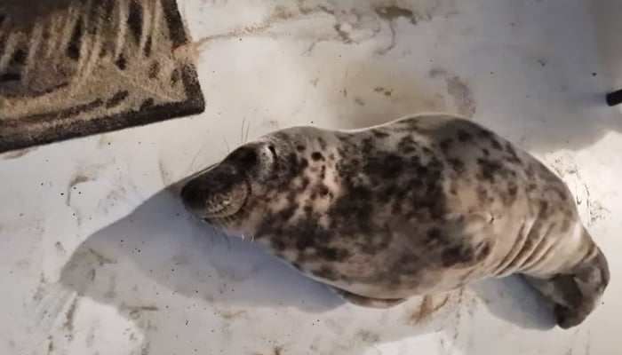The seal found by a woman in her room at a Dutch hotel on February 5th 2025. - Facebook/Stichting Dierenwelzijn Zeeland