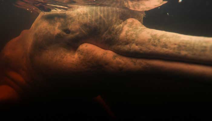 A Red River Dolphin (Inia Geoffensis) is depicted during a session led by physiotherapist Igor Simoes Andrade with young people with disabilities on the Rio Negro River in Iranduba, Amazon State, Brazil. - AFP