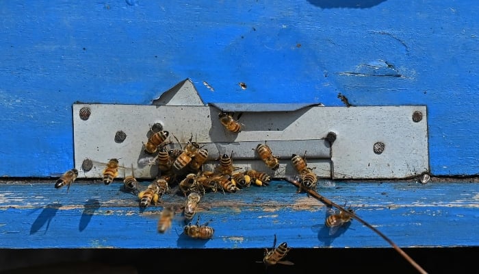 A colony of honeybees depicted on a farm in lacquer mother Village in Sargodha district in Punjab. - AFP/file