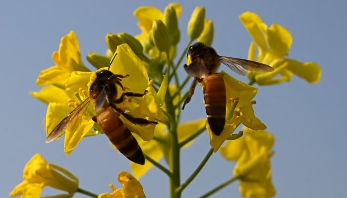 Honey bees that collect nectar from mustard flowers near a honeybee farm in lacquer mother Village in Sargodha district in Punjab. - AFP/file