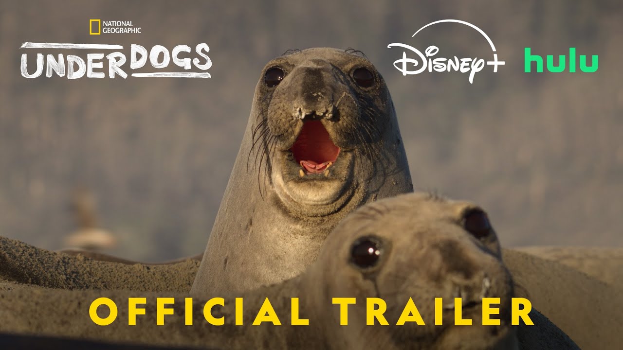 Underdogs | Official Trailer | National Geographic - YouTube