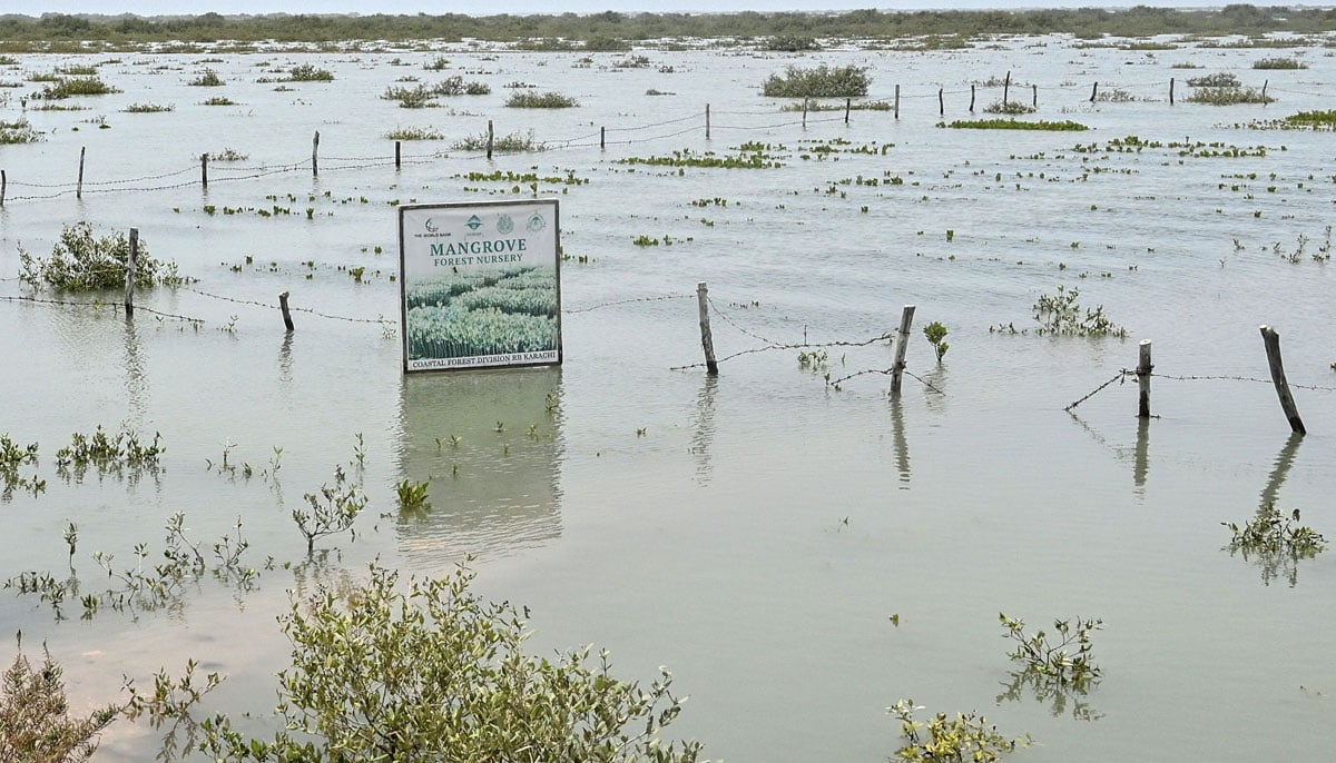 A general point of view shows newly planted mangroves in Keti Bandar Town of Thatatta -District near the Indus -Deltaet on June 25, 2025. -AFP