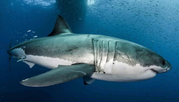 A large white shark is seen in the water near the Guadalupe Island off the coast of Mexico in this 2012 release photo obtained by Reuters 18 February 2019. - Reuters