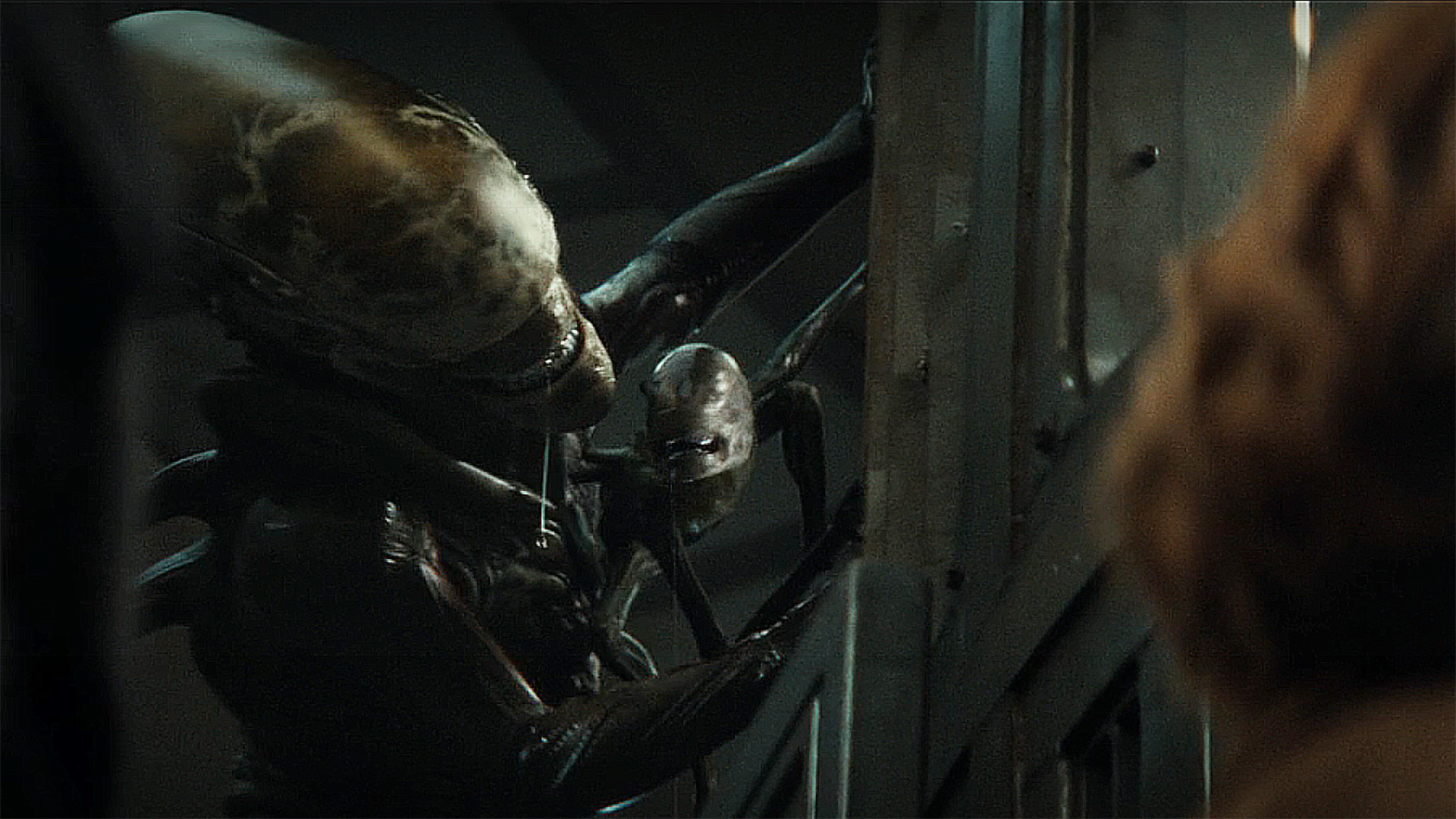 The two Xenomorphs hang from the side of a prison cell in Alien: Earth Season 1 Section 8