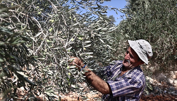 A Palestinian man harvests olives in the Palestinian town of Birzeit, north of Ramallah in the Israeli-occupied West Bank, on October 23, 2025. — AFP