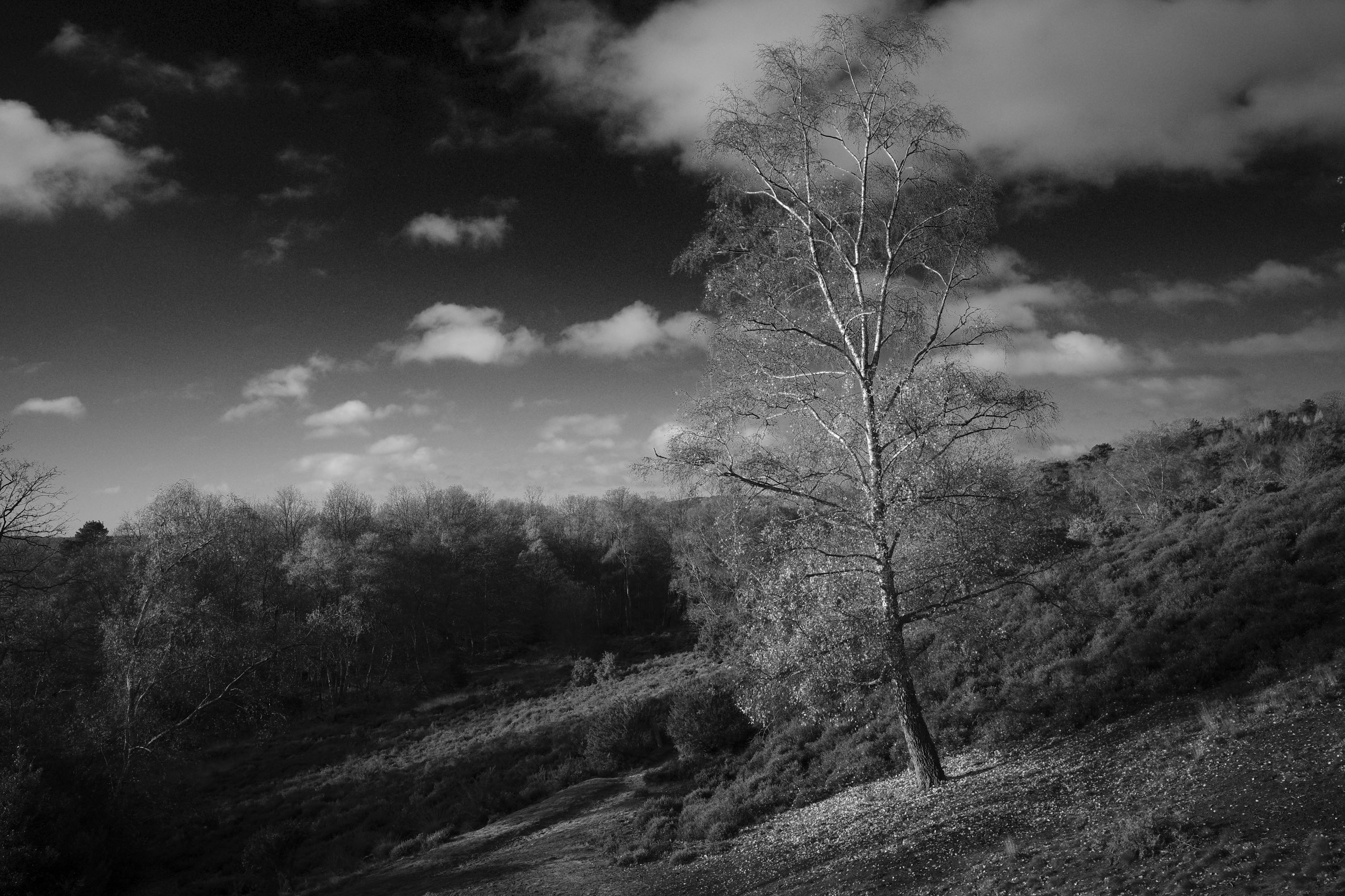 Ricoh GR IV sample gallery: a lone tree on a hillside of a plain, black and white