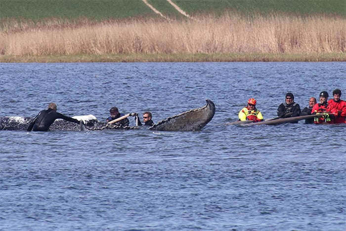 People stand near a stranded humpback whale in the Wismarer Bucht bay in the Baltic Sea off the island of Poel in northern Germany near the village of Faehrdorf-Hof on April 28, 2026. — AFP