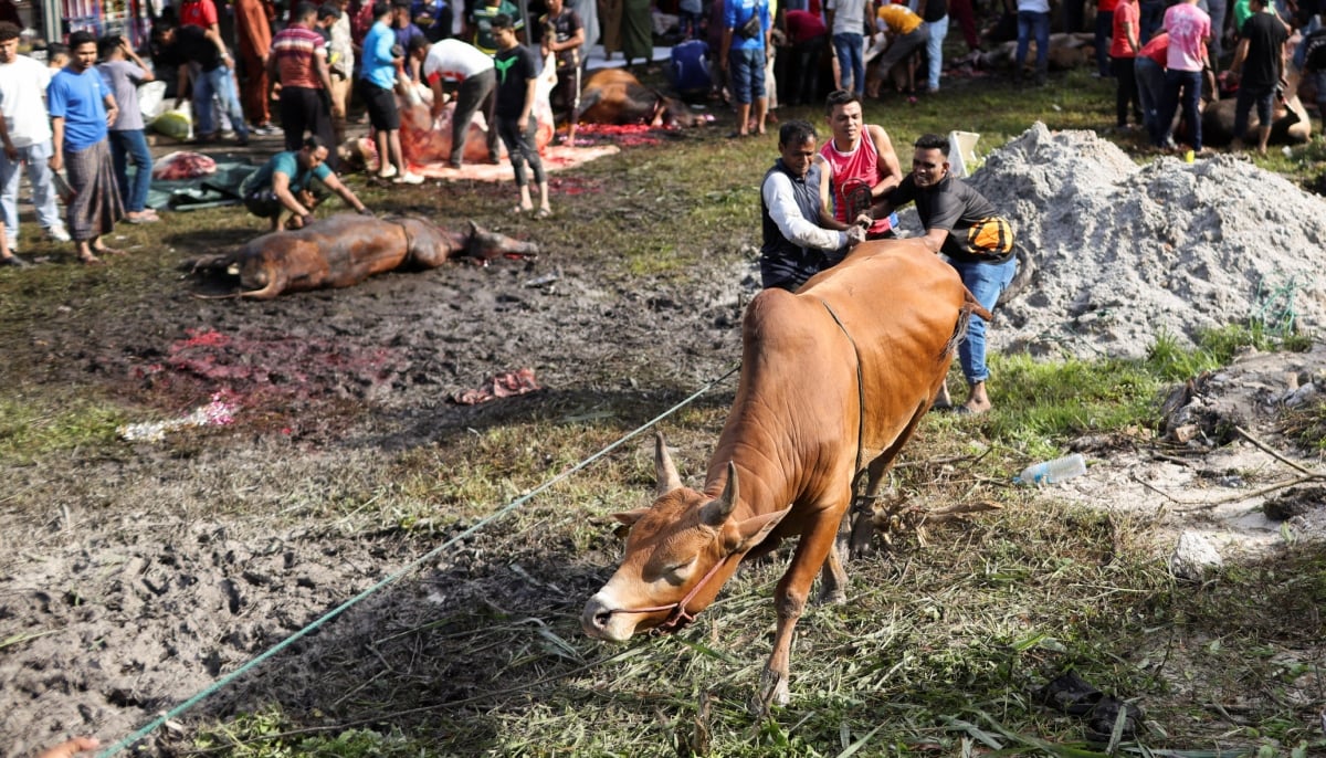 Muslim men tie a sacrificial animal before it is slaughtered, during a ritual of Eid ul Adha celebrations, in Ampang, Malaysia, May 27, 2026. — Reuters