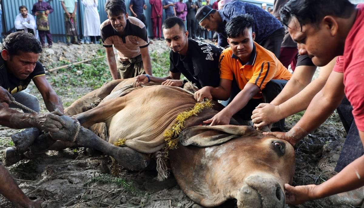 Muslim men tie a sacrificial animal before it is slaughtered, during a ritual of Eid ul Adha celebrations, in Ampang, Malaysia, May 27, 2026. — Reuters