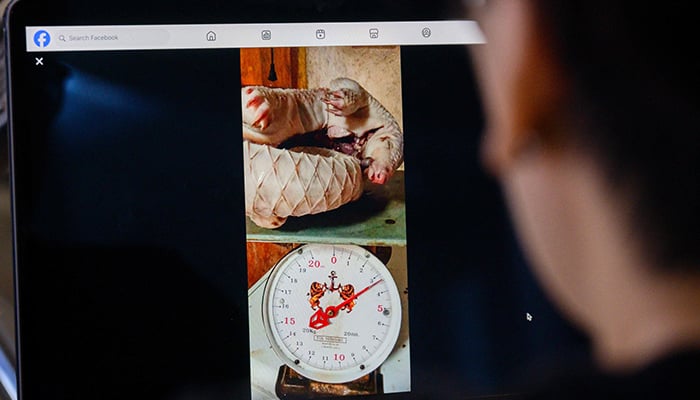 This photo illustration taken in Bangkok on June 25, 2026 shows a person using a laptop to view a Facebook post offering a dead pangolin curled up on a scale for sale. — AFP